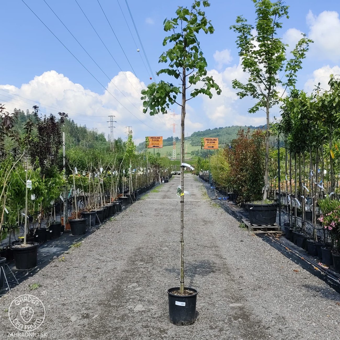 Obrázok Lipa malolistá (Tilia cordata) - výška 300-320 cm, obvod kmeňa 6/8 cm, kont. C18L  